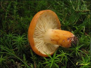 Ryzec syrovinka - Lactarius volemus (Fr.) Fr. 1838