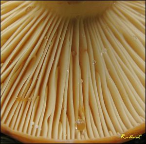 Ryzec syrovinka - Lactarius volemus (Fr.) Fr. 1838