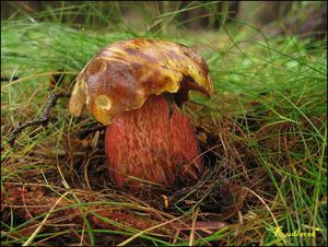 Klikni pro velký obrázek