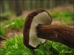 Ryzec černohlávek - Lactarius lignyotus Fr. 1857