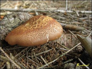 Klikni pro velký obrázek