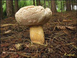 Klikni pro velký obrázek