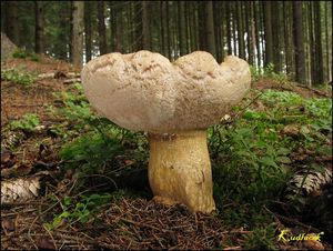 Klikni pro velký obrázek