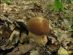 Klikni pro velký obrázek