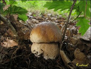 Klikni pro velký obrázek