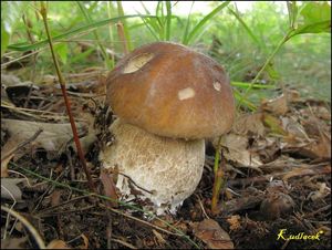 Klikni pro velký obrázek