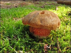 Klikni pro velký obrázek