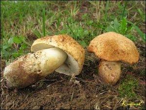 Klikni pro velký obrázek