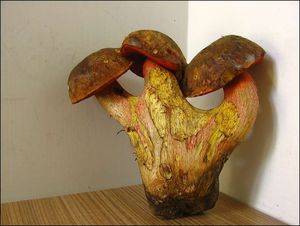 Klikni pro velký obrázek