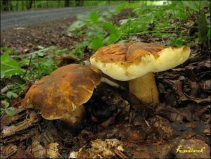 Klikni pro velký obrázek