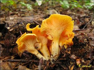 Liška Friesova - Cantharellus friesii  Quél. 1872