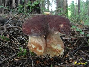 Klikni pro velký obrázek