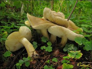 Klikni pro velký obrázek