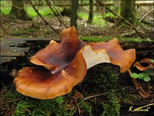 Klikni pro velký obrázek