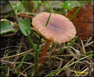 Kržatka zimní - Tubaria furfuracea (Pers.) Gillet 1876