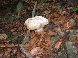 Klikni pro velký obrázek