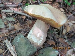 Klikni pro velký obrázek