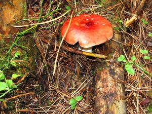 Klikni pro velký obrázek