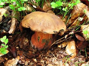 Klikni pro velký obrázek