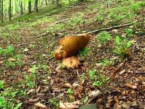 Klikni pro velký obrázek