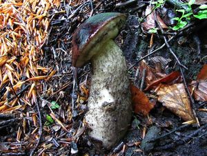 Klikni pro velký obrázek