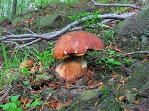 Klikni pro velký obrázek