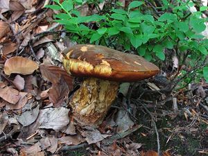 Klikni pro velký obrázek