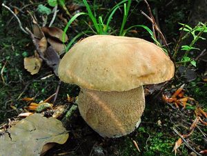 Klikni pro velký obrázek