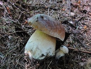 Klikni pro velký obrázek