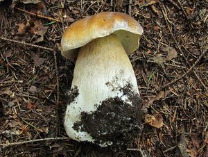 Klikni pro velký obrázek