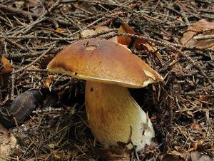 Klikni pro velký obrázek