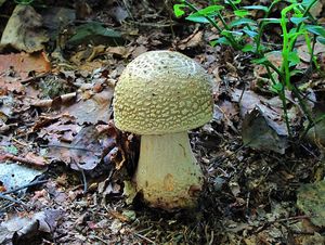 Klikni pro velký obrázek