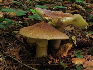 Klikni pro velký obrázek