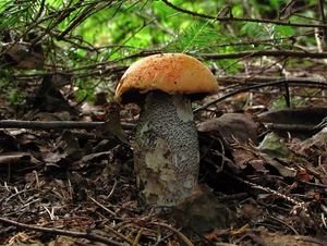 Klikni pro velký obrázek