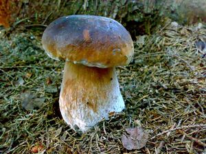 Klikni pro velký obrázek