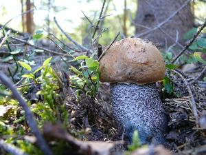 Klikni pro velký obrázek