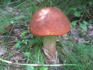 Klikni pro velký obrázek