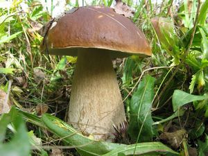 Klikni pro velký obrázek