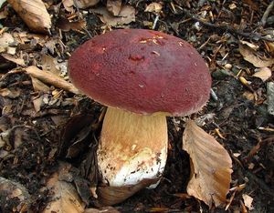 Klikni pro velký obrázek