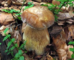 Klikni pro velký obrázek