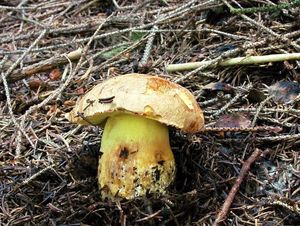 Klikni pro velký obrázek