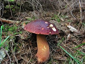 Klikni pro velký obrázek