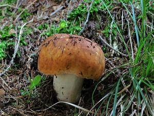 Klikni pro velký obrázek