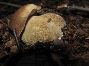 Klikni pro velký obrázek