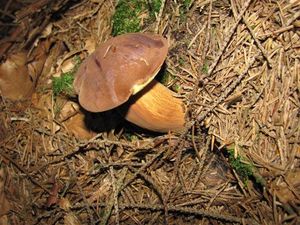 Klikni pro velký obrázek