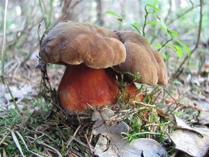 Klikni pro velký obrázek