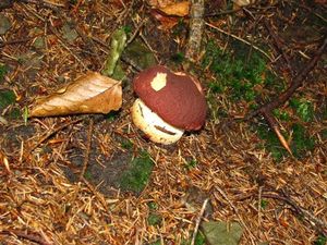 Klikni pro velký obrázek