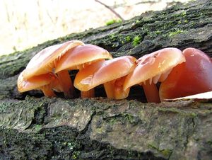 Klikni pro velký obrázek