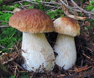 Hřib smrkový - Boletus edulis Bull.