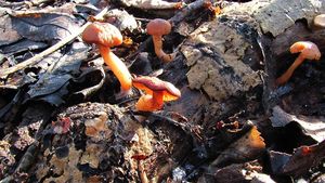 Klikni pro velký obrázek